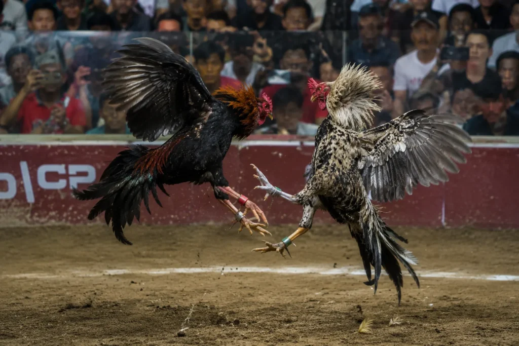 Đá Gà 12 Đá gà cựa dao mang đến những trận đấu tốc độ và kịch tính.
