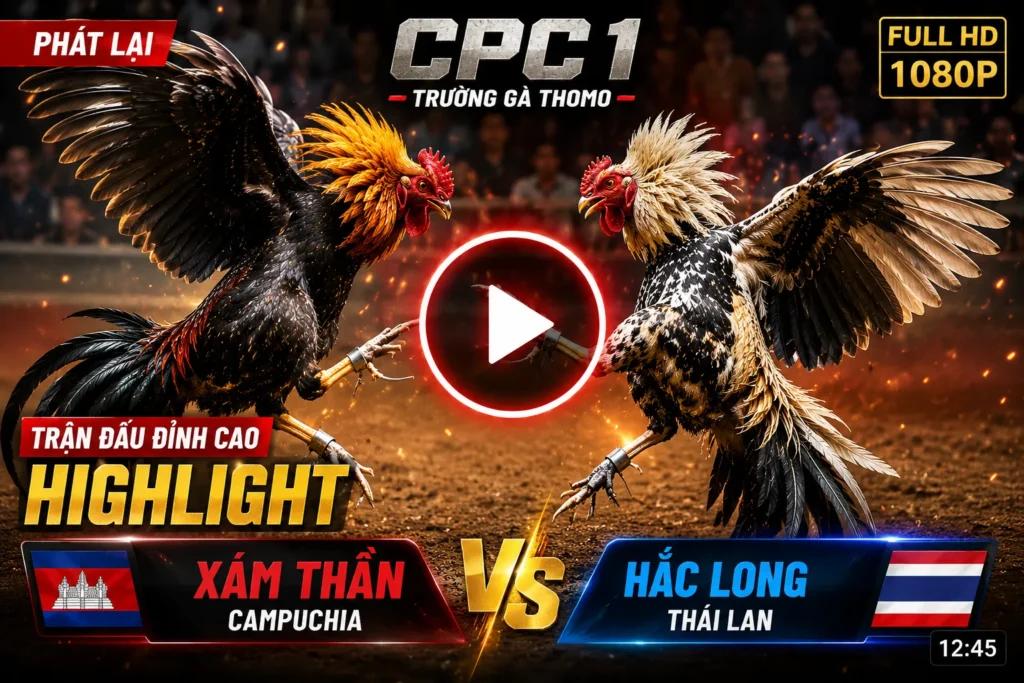 Đá Gà 20 Người xem có thể xem lại các trận đá gà hấp dẫn đã phát sóng.